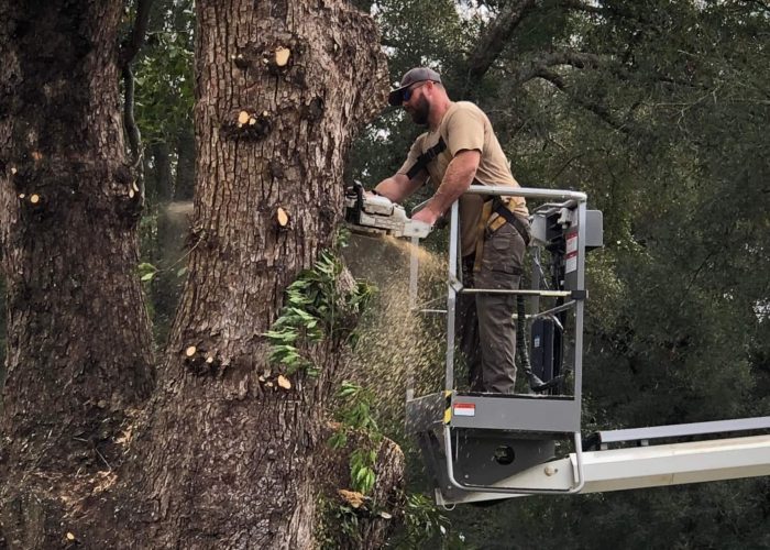 Man cutting down a tree for Altman Tree & Land Services Service Areas.